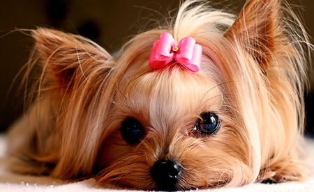 I <3 Yorkies