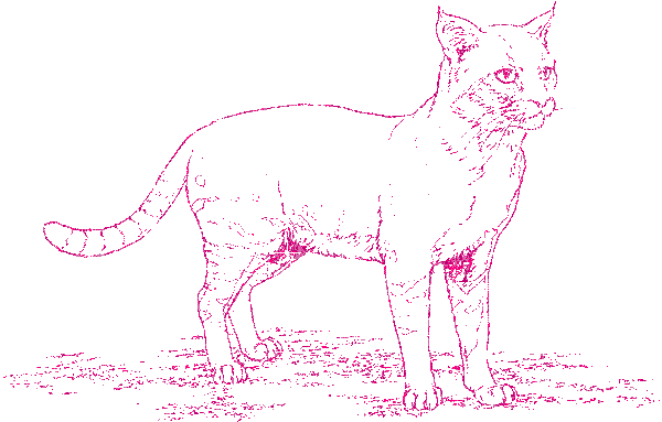 gatto
