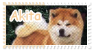 Akita