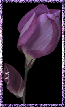 Purple rose with I love  you