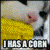 I Haz A Corn