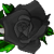 Black Rose