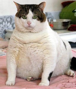 faaaaaaaaat cat!