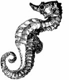 Sea horse