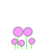 Pink Flowers