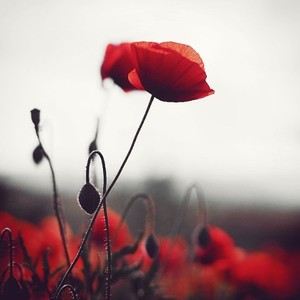 Red Flower