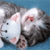 Kitties