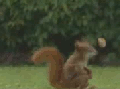 Squirrely Football