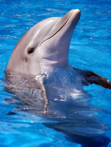 Dolphin in water
