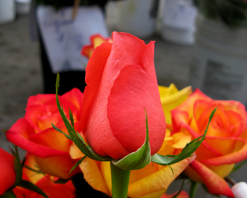 Roses in the city
