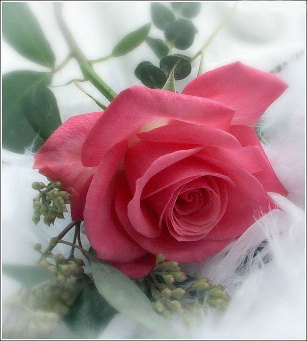 Roses - Pink