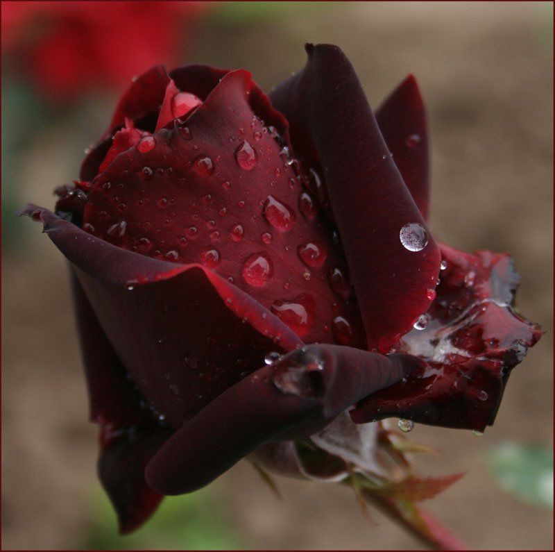 Roses blood red