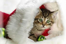 Glitter Chrimbo Kitty