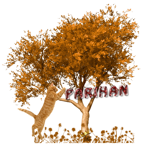 autumn cute cat parihan