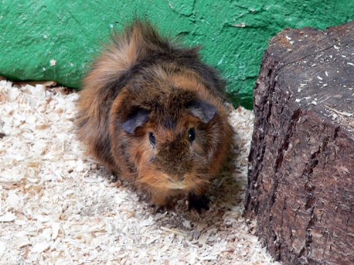 Guinea pig 2
