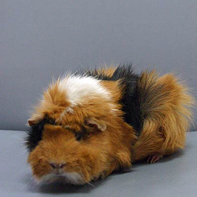 Naoko guinea pig