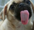 puppy kisses