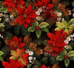 Poinsettia