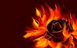 Fire rose
