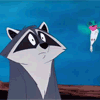 raccoon