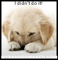 Innocent puppy
