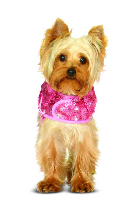dog fashion