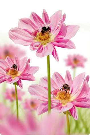Pink Flowers