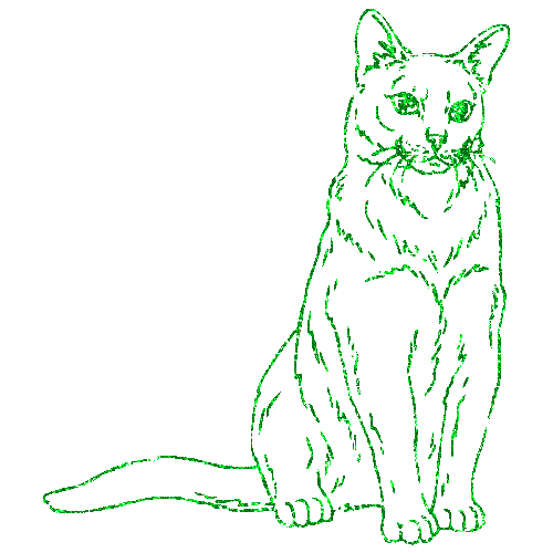 gatto