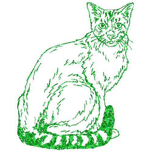 gatto