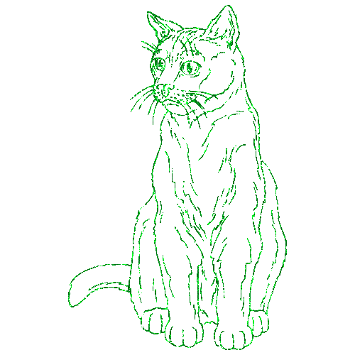 gatto