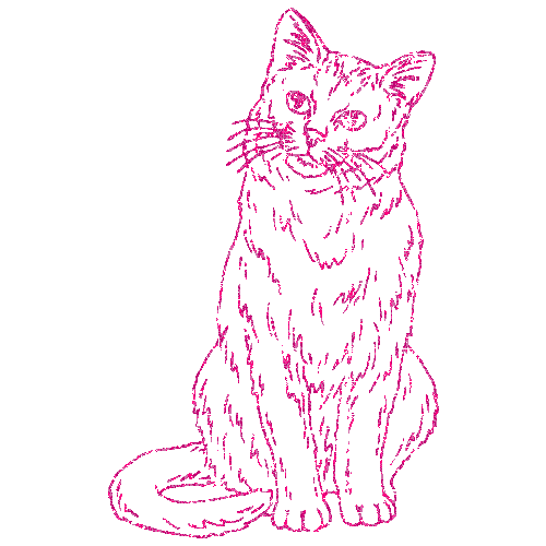 gatto