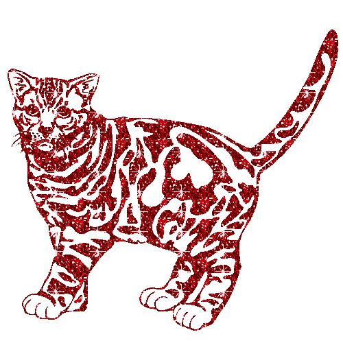 gatto