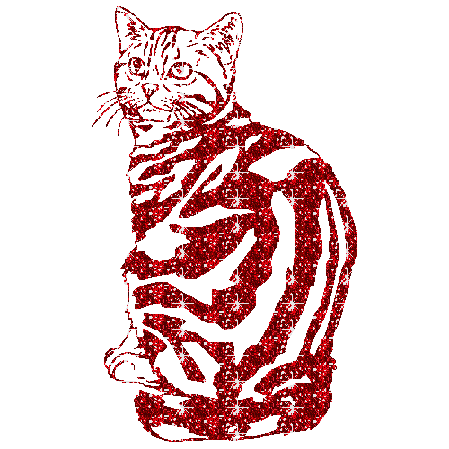 gatto