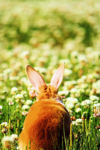 Bunny