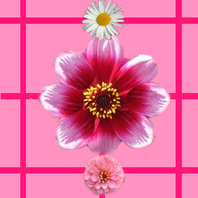 Blomma