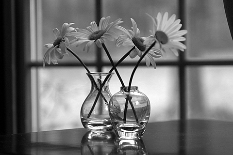 Black and White Daisies