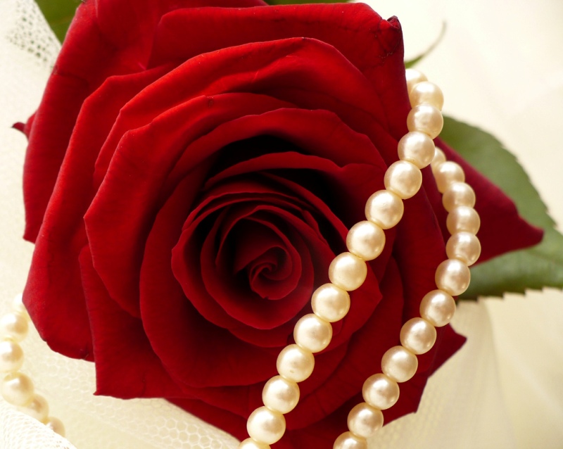 Rose and pearls