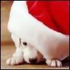 X-Mas Puppy