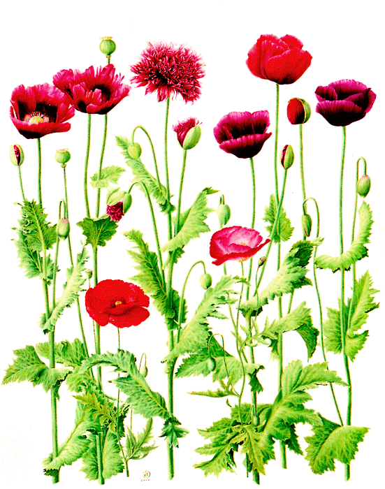 Red Poppy