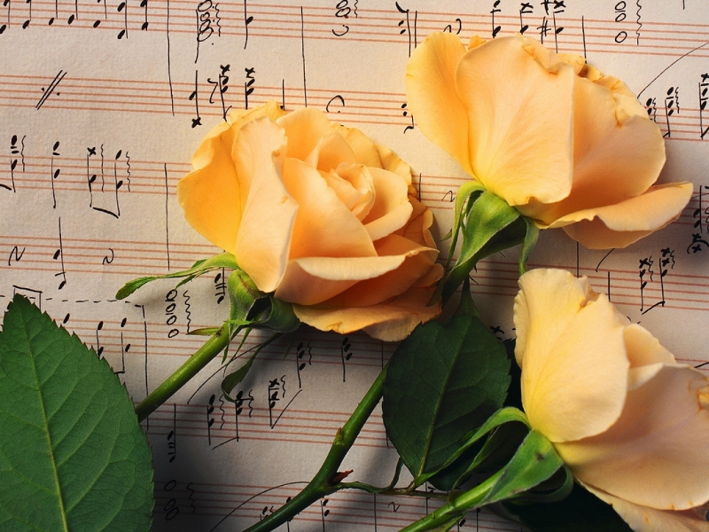 Roses and love song