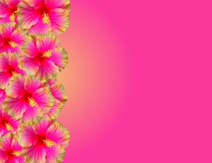 Background-Hot Pink