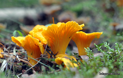 Autum Kantareller