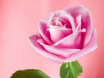 A really pretty rose