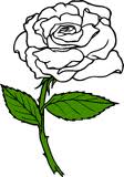 Boston Rose