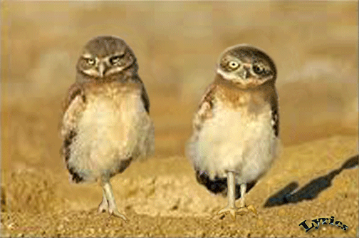 Duet- Owl