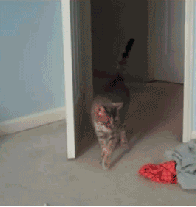 Kitty Hop