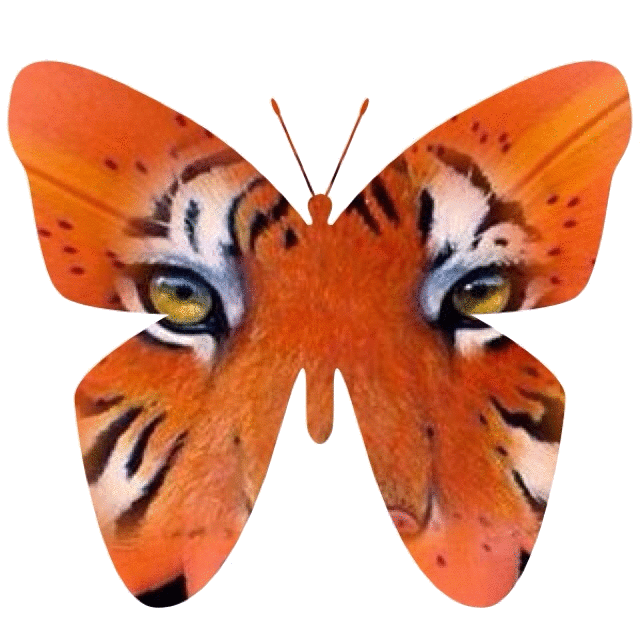 Tiger Butterfly