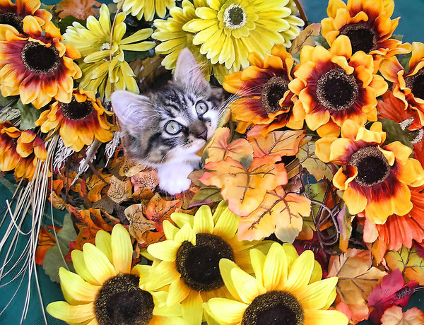 Autumn Kitten
