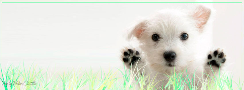 Cute puppy
