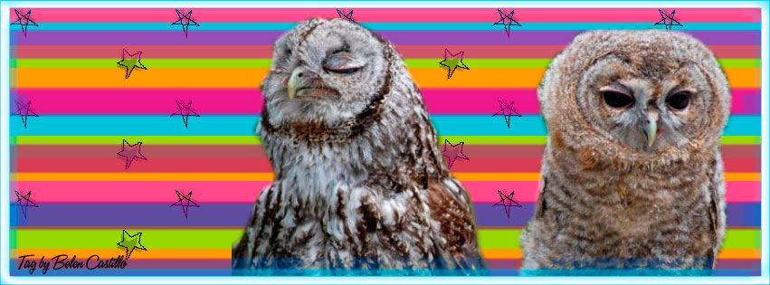 Owl love
